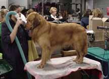 A dog receiving a blow dry