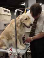 A dog being prepared for the show