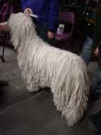 A very fluffy show dog