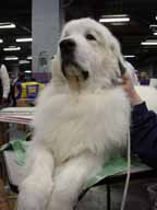 A distinguished show dog