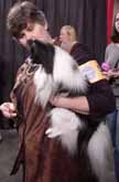 A black-and-white show dog