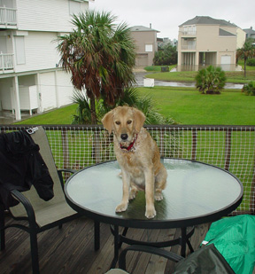 More Adventures of Rosie photograph