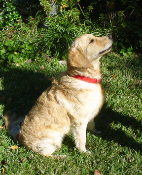 More Adventures of Rosie photograph