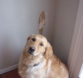More Adventures of Rosie photograph