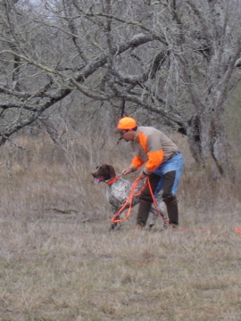 Robert preparing to release Jester on the quail
