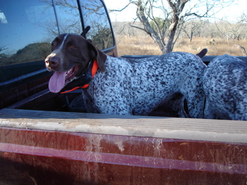Belle and Jester waiting in the pickup