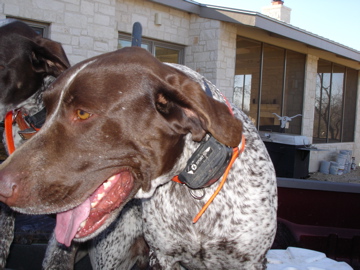 Jester and Belle waiting for the quail hunt