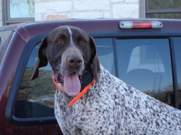 Hunting dog in the field at Sheffield ranch