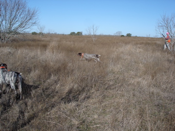 Jester watching Belle point toward quail