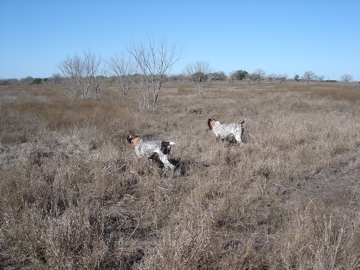 Hunting dog holding a classic point