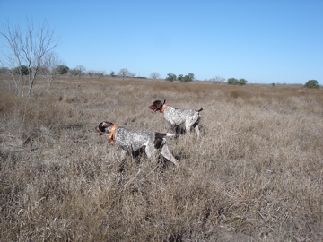 Quail hunters following the pointing dog