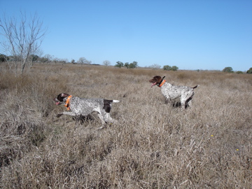 Belle chasing the quail as they take flight