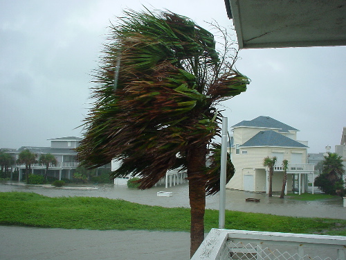 Palm trees bending in strong Claudette winds